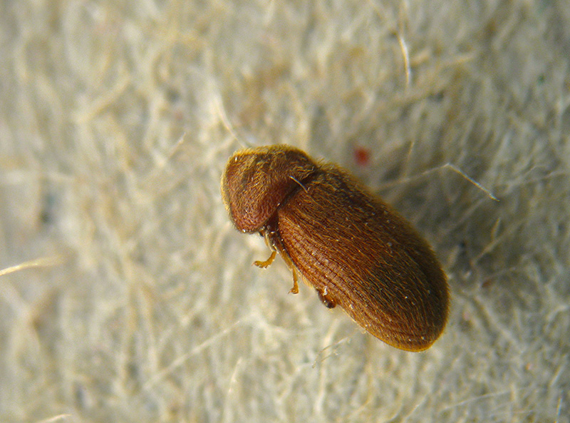 Stegobium paniceum, Anobiidae